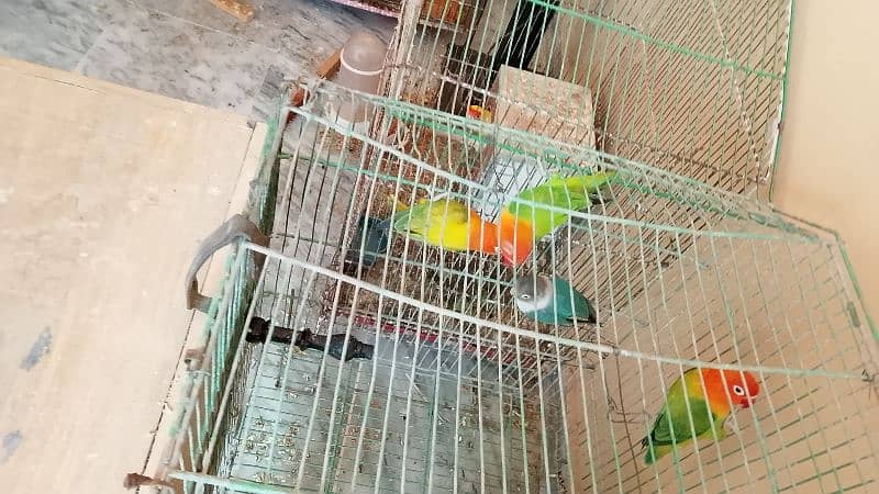 lovebird breeder pair for sale 7