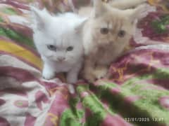 Double coated Persian cats