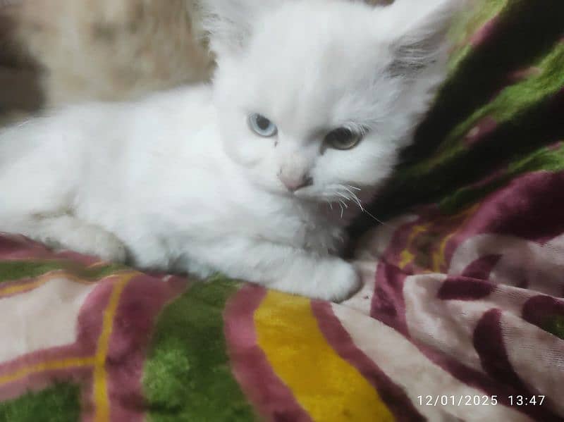 Double coated Persian cats 1