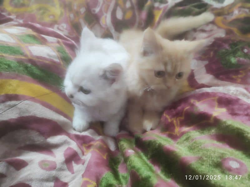 Double coated Persian cats 2