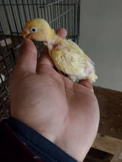 love birds chicks for sale read full ad