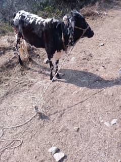 Desi Cow Is For Sale