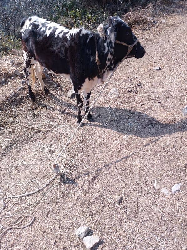 Desi Cow Is For Sale 0