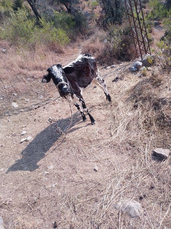 Desi Cow Is For Sale 1