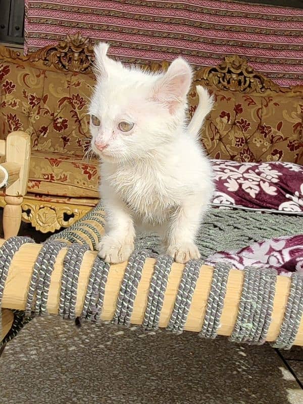 persian cross double coated kitten pure white 0