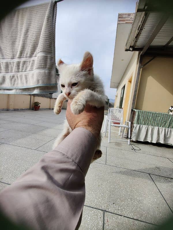 persian cross double coated kitten pure white 2