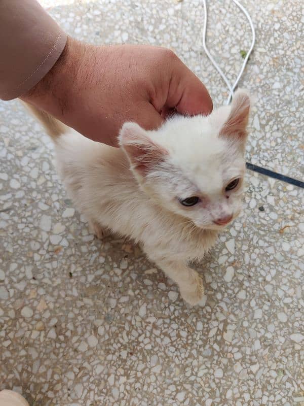 persian cross double coated kitten pure white 4