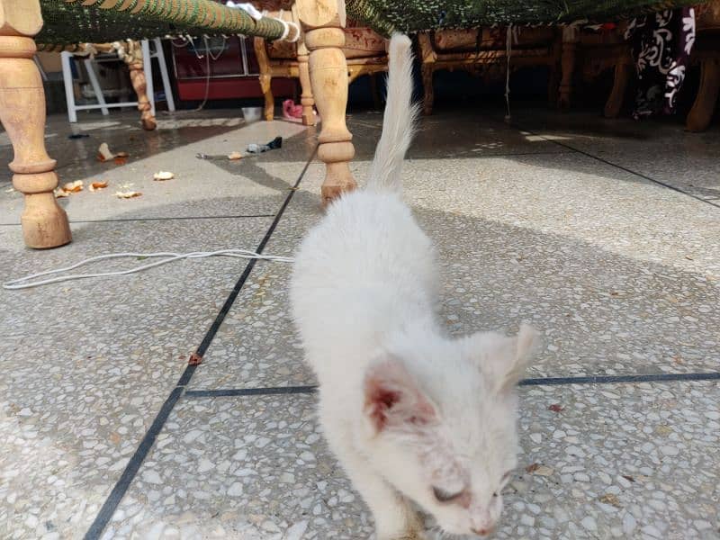 persian cross double coated kitten pure white 5