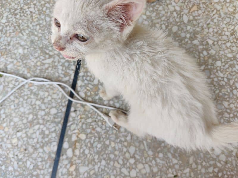 persian cross double coated kitten pure white 6