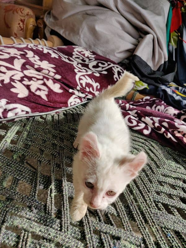 persian cross double coated kitten pure white 7