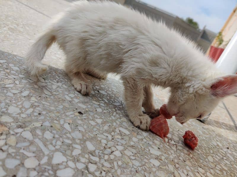 persian cross double coated kitten pure white 9