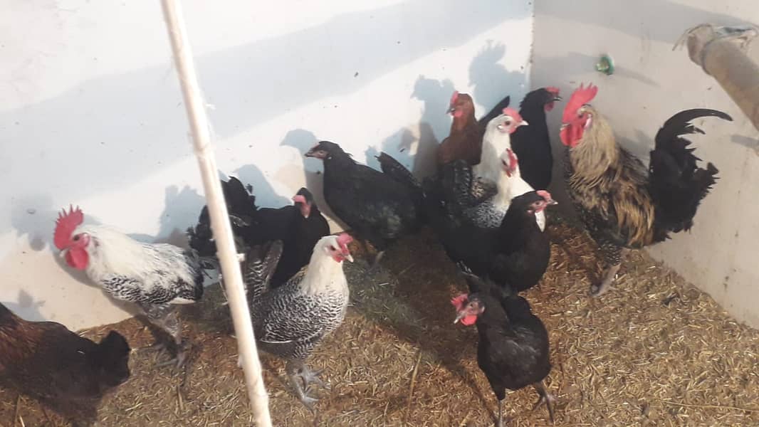 7 month egg laying hens (Desi - Misri Murghi) for sale 0