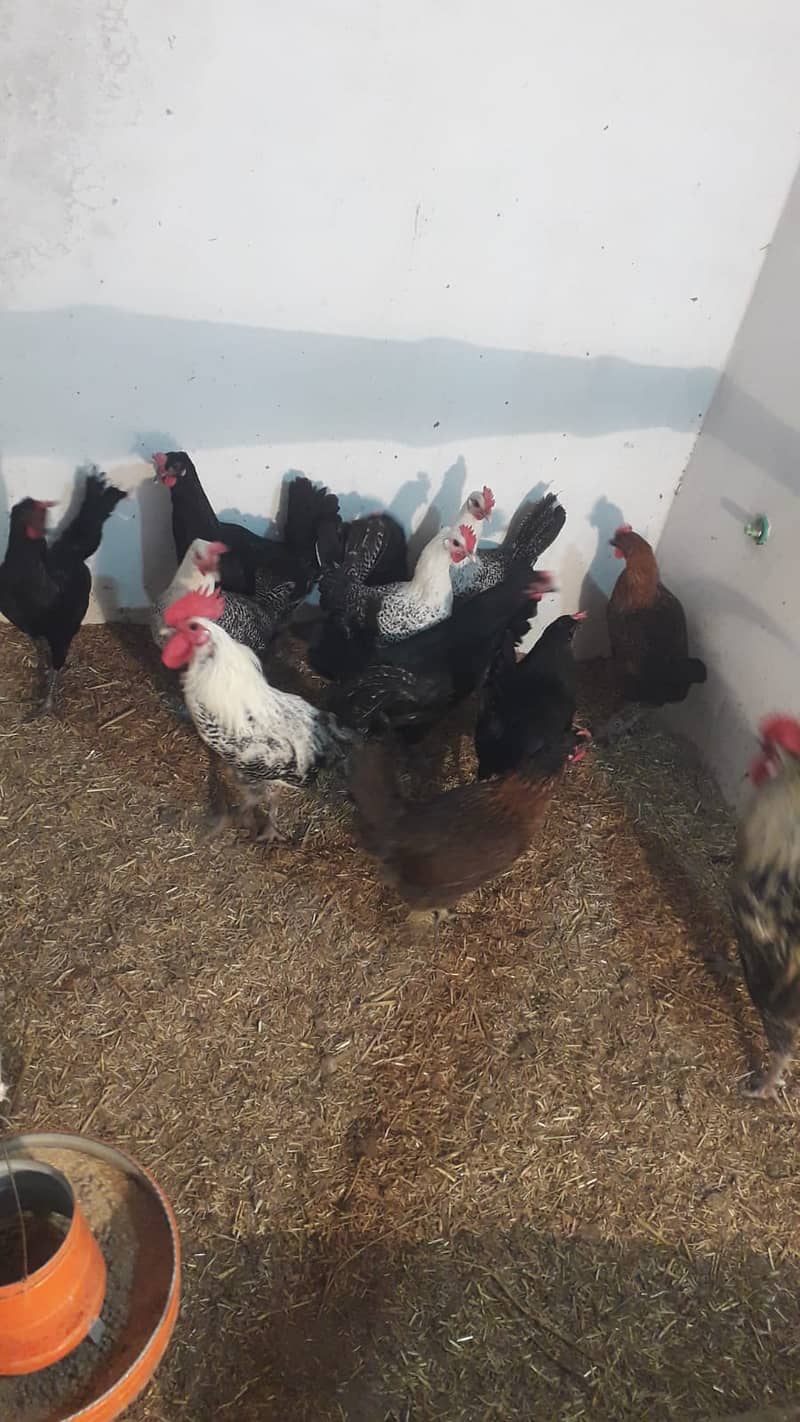 7 month egg laying hens (Desi - Misri Murghi) for sale 1