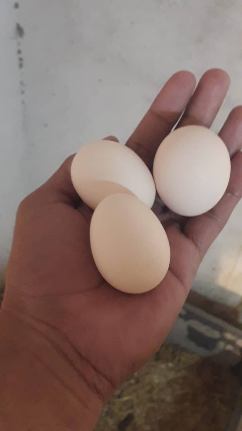 7 month egg laying hens (Desi - Misri Murghi) for sale 3