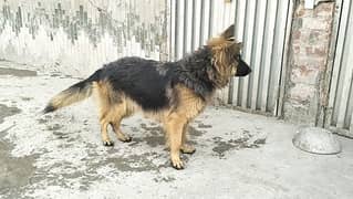 German shepherd female