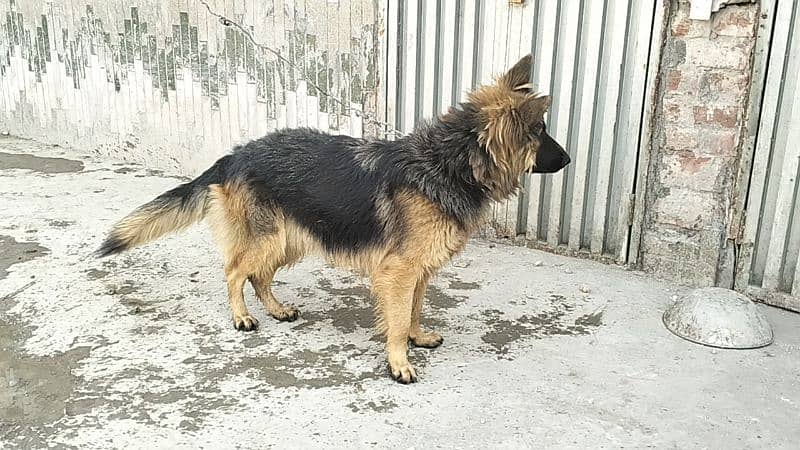 German shepherd female 0