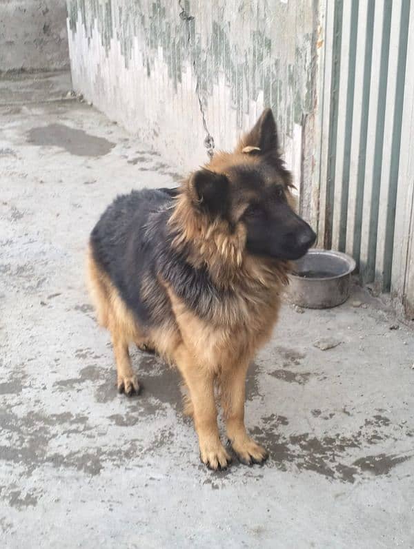 German shepherd female 1