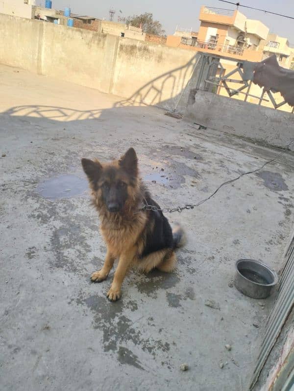 German shepherd female 2