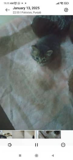 01 cat tarkish Angola with 02 kitten kitten age 25 days