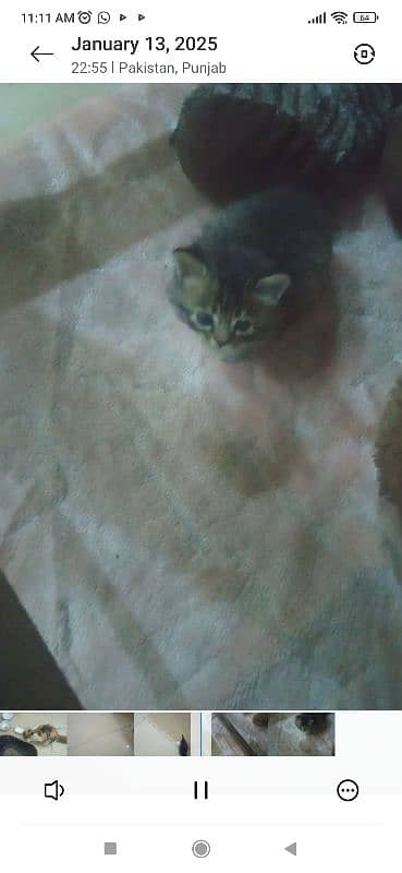 01 cat tarkish Angola with 02 kitten kitten age 25 days 0