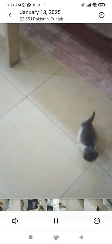 01 cat tarkish Angola with 02 kitten kitten age 25 days 1