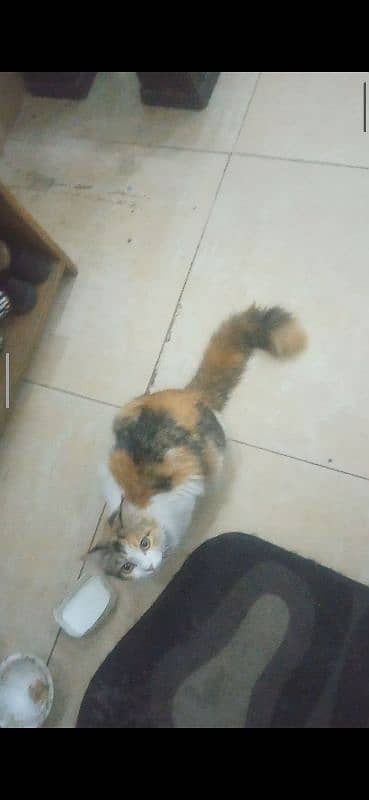 01 cat tarkish Angola with 02 kitten kitten age 25 days 2