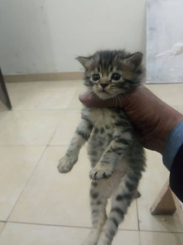 01 cat tarkish Angola with 02 kitten kitten age 25 days 3