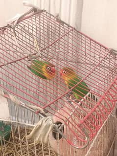 1 Pair love birds for sale