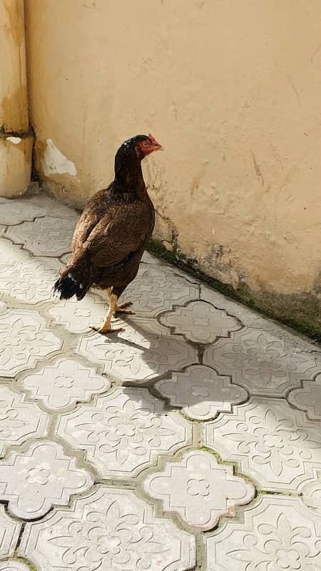 lakha murgha 2 hens 1