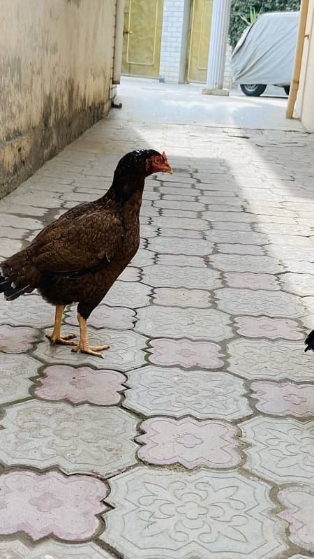 lakha murgha 2 hens 3