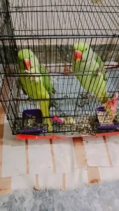 Green Parrorat