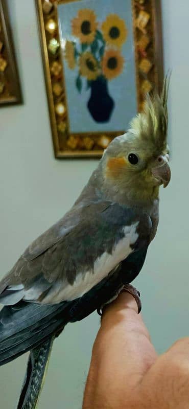 Cockatiel Hand tamed 3