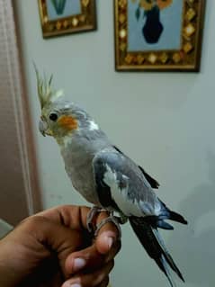 Cockatiel Hand tamed