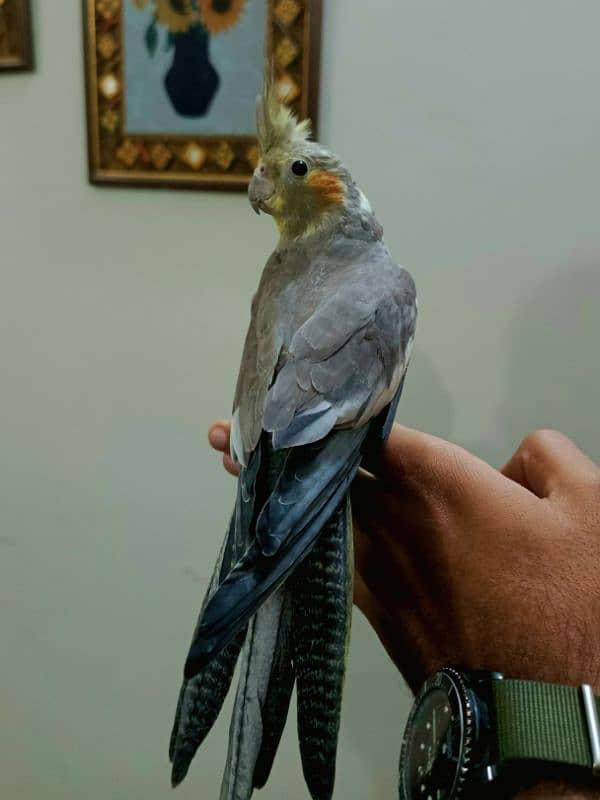 Cockatiel Hand tamed 1