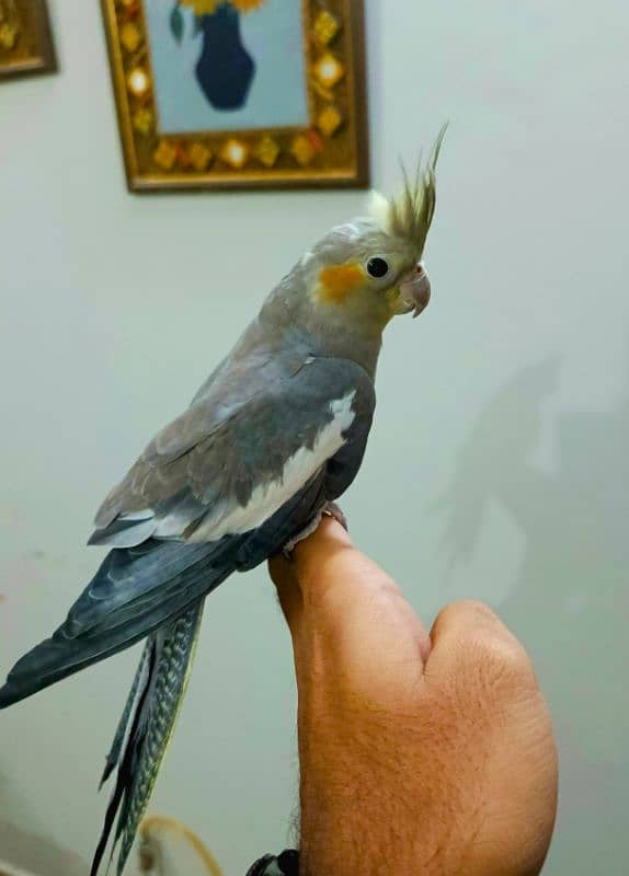 Cockatiel Hand tamed 2