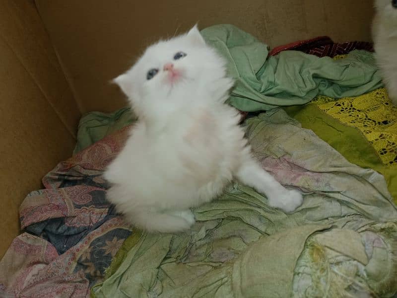 kitten for sale 3