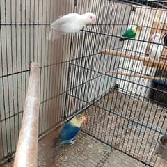 Lovebirds Setup Exchange Or  Sale. . urgent