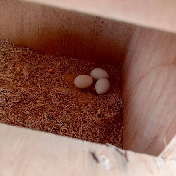 lóve birds for sale 5