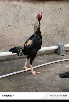 king size oh shamo /high quality/ japanese shamo male/pure aseel hen