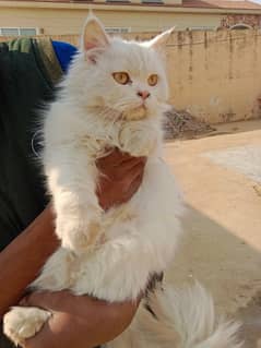 Long Coat Pure Persian For sale