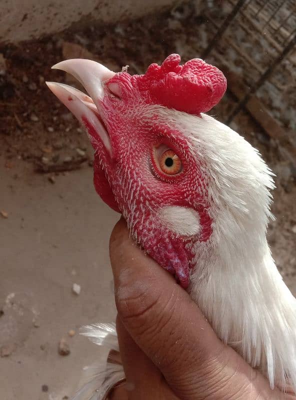 White Aseel heera male (white murgha) for sale 0