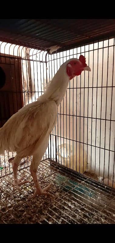 White Aseel heera male (white murgha) for sale 1