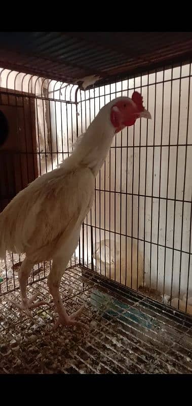 White Aseel heera male (white murgha) for sale 2