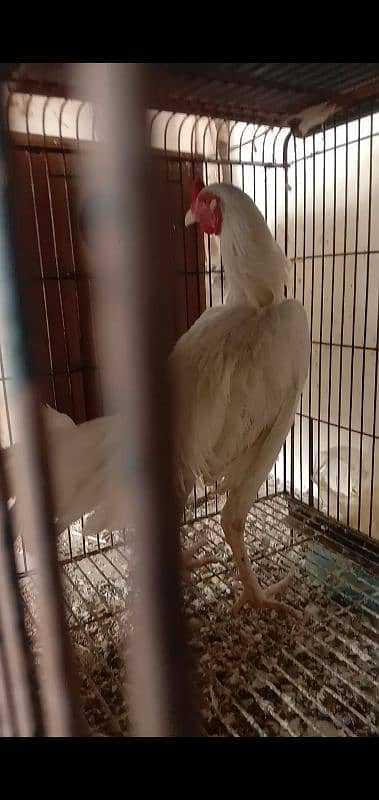 White Aseel heera male (white murgha) for sale 3