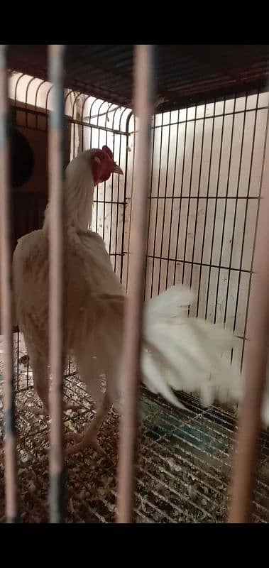 White Aseel heera male (white murgha) for sale 4