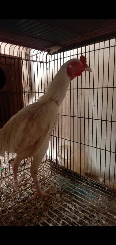 White Aseel heera male (white murgha) for sale 5