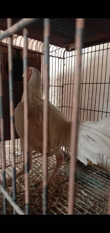 White Aseel heera male (white murgha) for sale 6