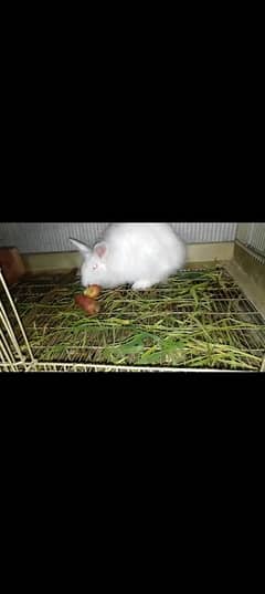 angora breeder female