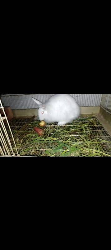 angora breeder female 1