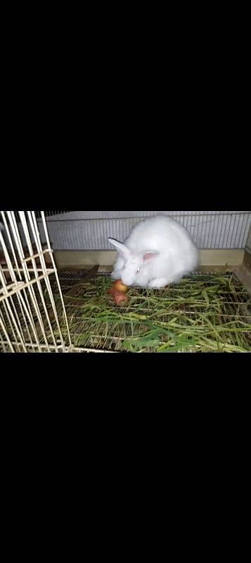 angora breeder female 2